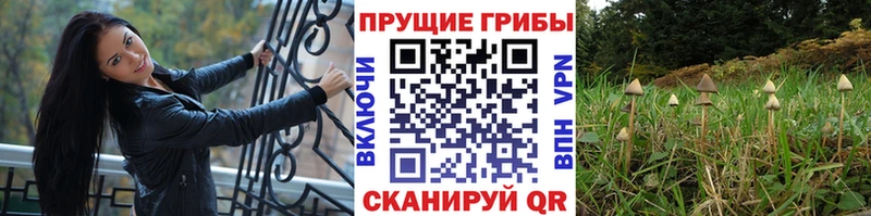даркнет сайт  Шарья  Псилоцибиновые грибы мицелий 